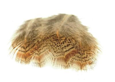 English Partridge Brown Back Feathers