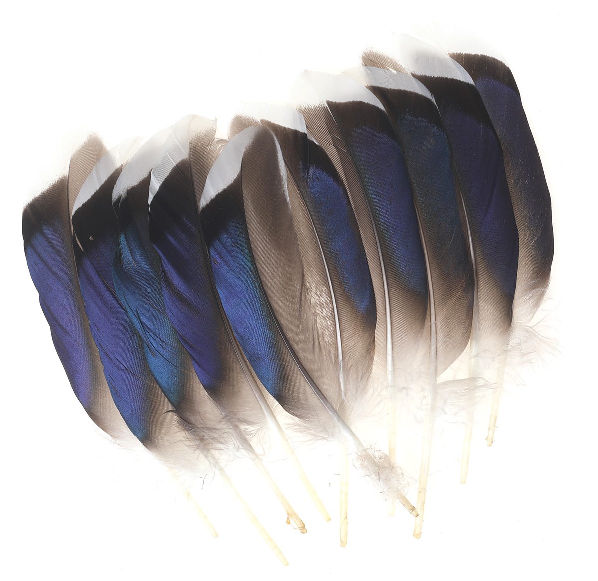 Mallard Duck Wing Quills, Blue/White Tips, (Butcher Blues)