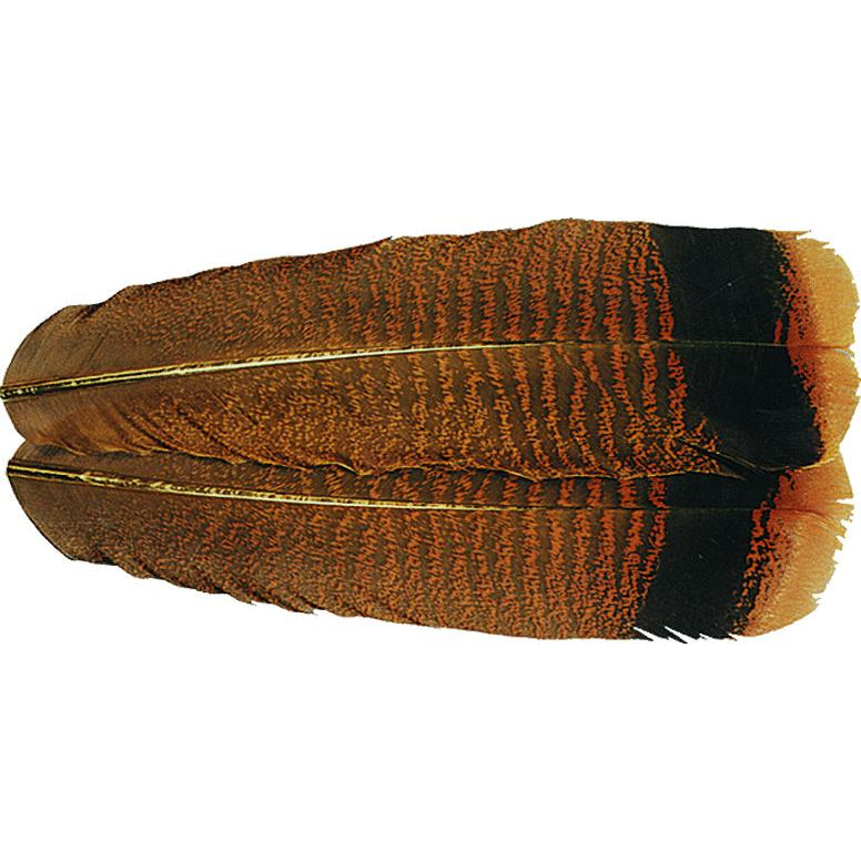 Ozark Turkey Tail, Cinnamon Tip