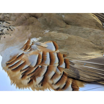 French Partridge Skins - Chinook Wind Outfitters