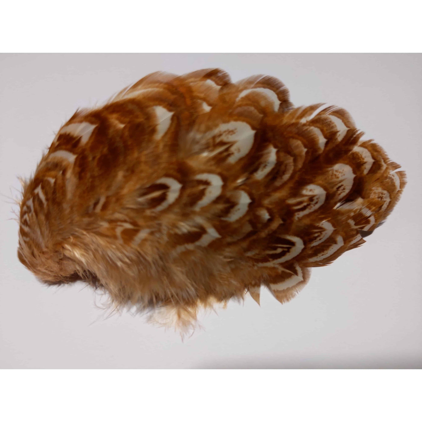 Pheasant Shoulders