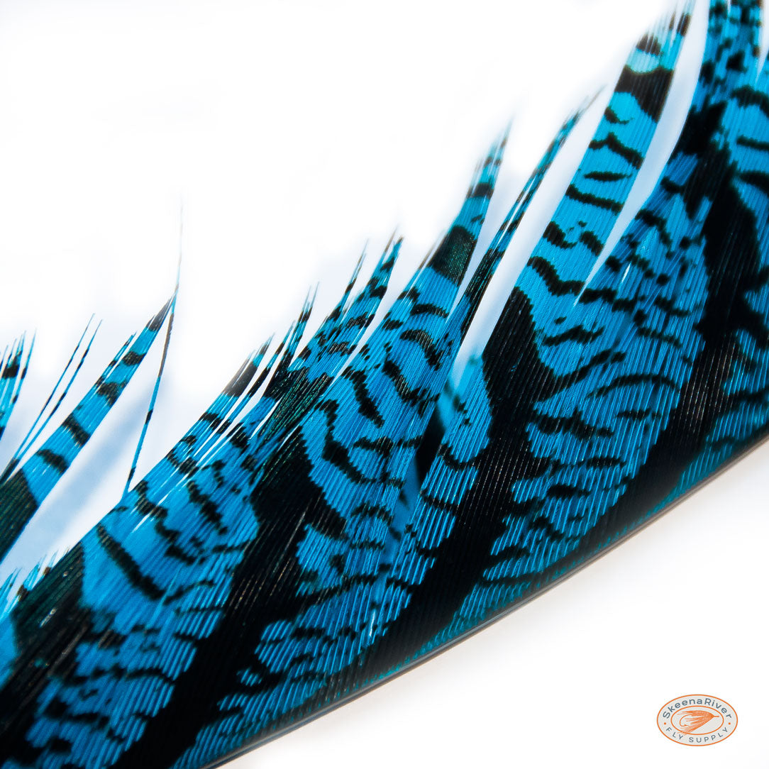 Lady Amherst Tail Feathers