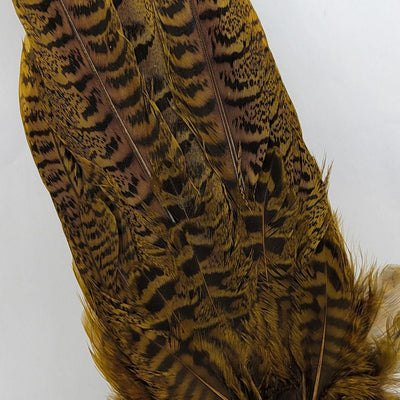 Chevron Hackles Ringneck Hen Pheasant Complete Tails