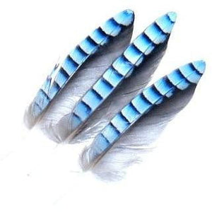Blue Jay Wing Hackles - Chinook Wind Outfitters