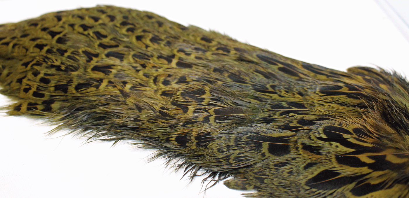 Hen Pheasant Rump Patches