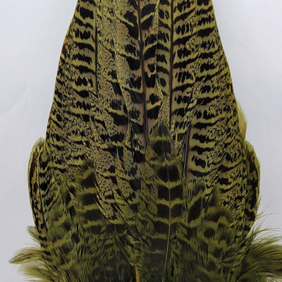 Chevron Hackles Ringneck Hen Pheasant Complete Tails