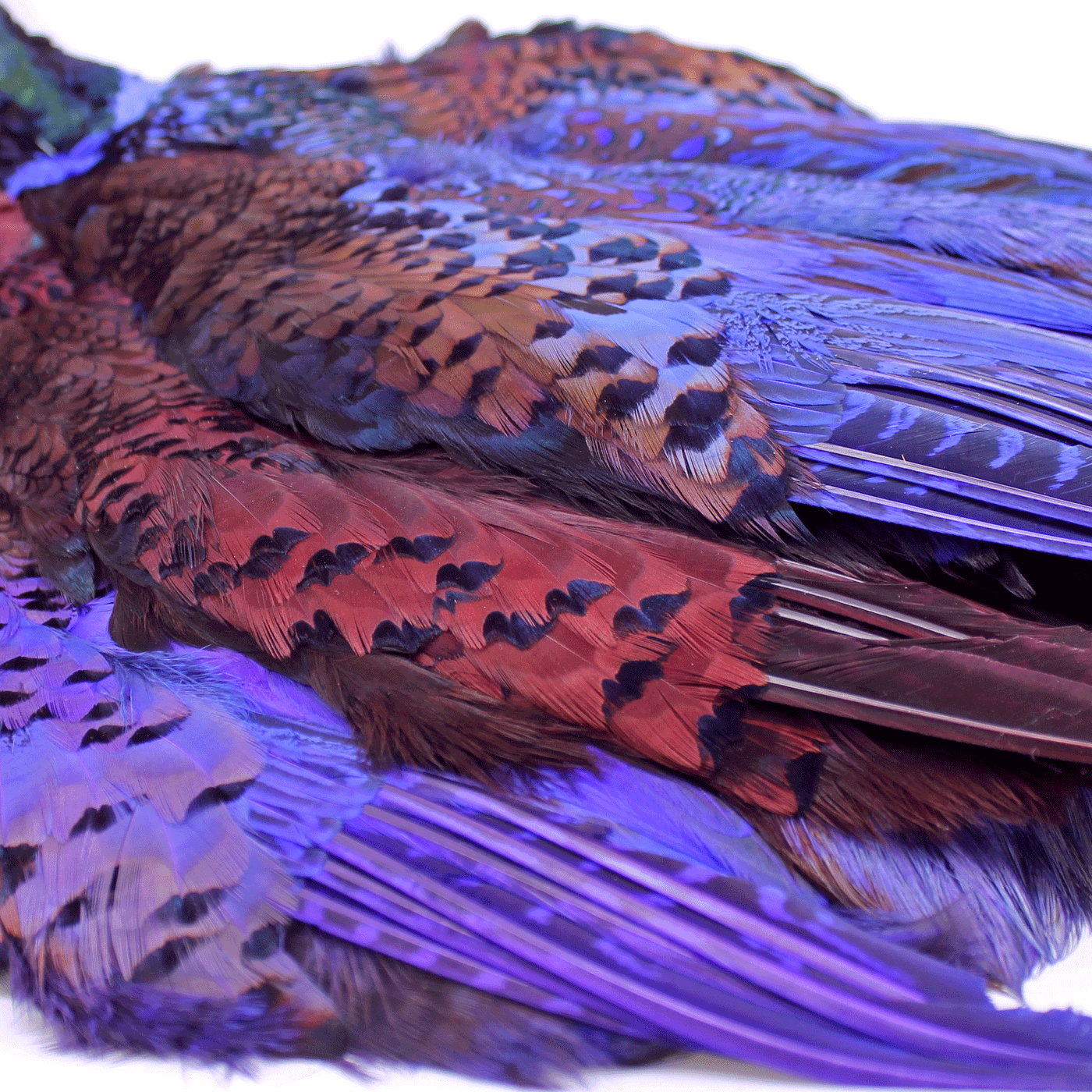 Dyed Ringneck Pheasant Skins
