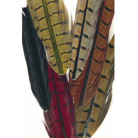 Ringneck Cock Pheasant Mixed Center Tail Sections